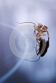 Running cockroach