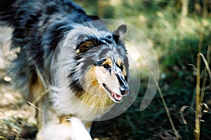 Running collie