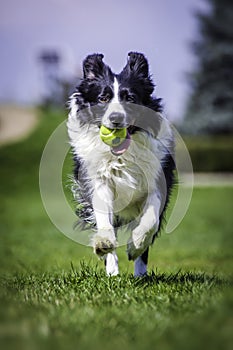 Running Collie