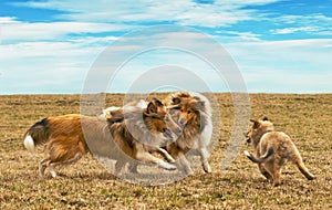 Running collie dogs