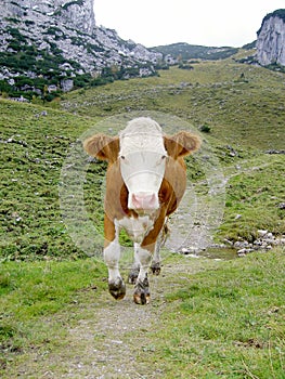 Running cow