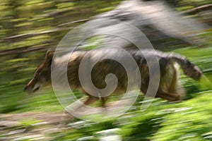 Running coyote
