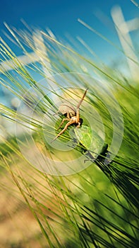 Running crab spider killing green forest bug in barley field