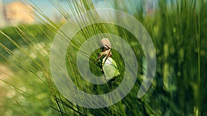 Running crab spider killing green forest bug in barley field