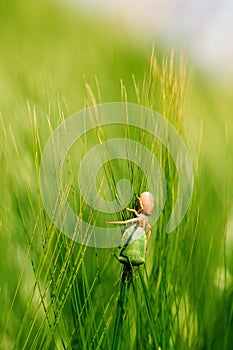Running crab spider killing green forest bug in barley field