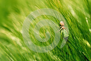 Running crab spider killing green forest bug in barley field