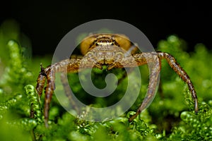 Running Crab Spider Macro