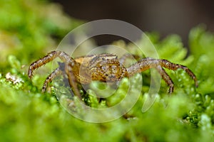 Running Crab Spider Macro