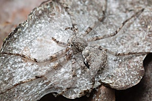 Running crab spider, Philodromus margaritatus on pine bark