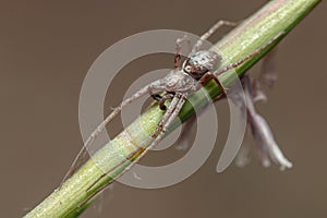 Running crab spider, Philodromus sp., waiting for preys at the top of a plant