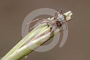 Running crab spider, Philodromus sp., waiting for preys at the top of a plant