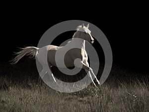 Running cream ride pony at black background