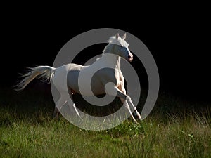 Running cream ride pony at black background
