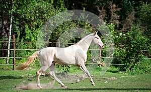 Running creamello purebred akhalteke stallion in paddock