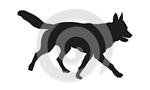 Running czechoslovak wolfdog puppy. Black dog silhouette. Pet animals. Isolated on a white background