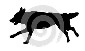 Running czechoslovak wolfdog puppy. Black dog silhouette. Pet animals. Isolated on a white background