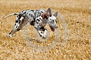 Running dalmatian