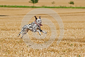 Running dalmatian