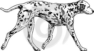 Running dalmatian