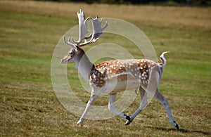 Running dappled deer