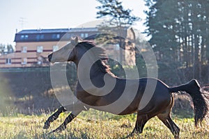 Running dark bay sportive welsh pony stallion at freedom