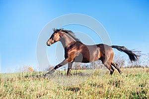 Running dark bay sportive welsh pony stallion at freedom