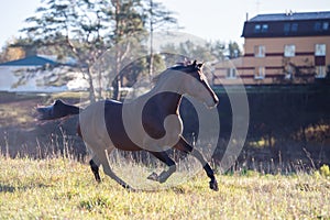 Running dark bay sportive welsh pony stallion at freedom