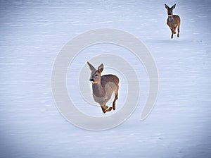 Running deer in the snow