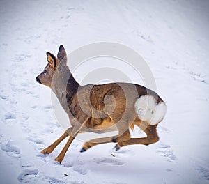 Running deer in the snow