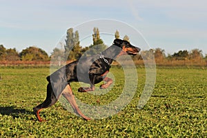 Running doberman