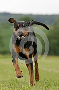 Running doberman dog