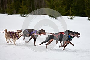 Running Doberman dog on sled dog racing