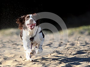 Correr el perro 