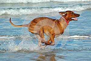 Running dog