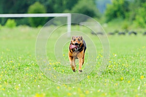 Running dog