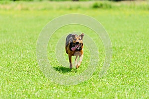 Running dog