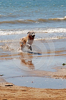 Running dog