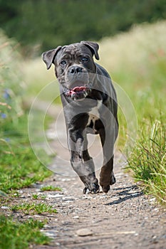 Running dog