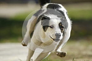 Running dog img