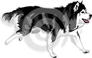 Running dog of breed malamute photo