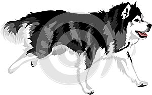 Running dog of breed malamute