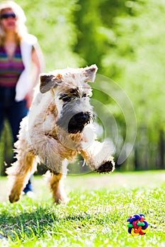 Running dog catch ball