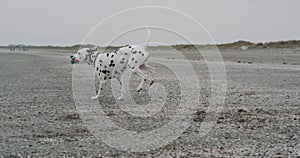 Running dog dalmatian on the beach and holding a small ball in his mouth. 4k