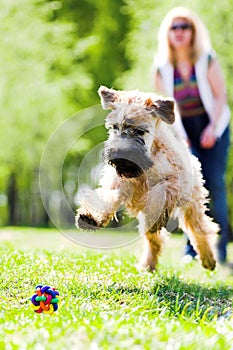 Running dog on green grass