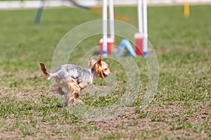 Running dog on its course in agility competition