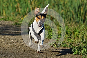 Running Dog,Jack -Russell terier