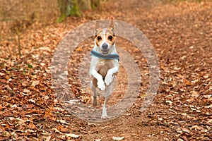 Directly running dog Jack Russell Terrier with collar in leafy forest in autumn