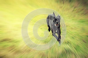 Great Dane running