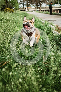 Running dog outdoors on sunny summer day. Funny smiling English bulldog. Cute Young english bulldog playing in green grass. Happy