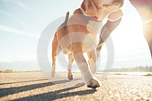 Running dog paws and man legs close up image